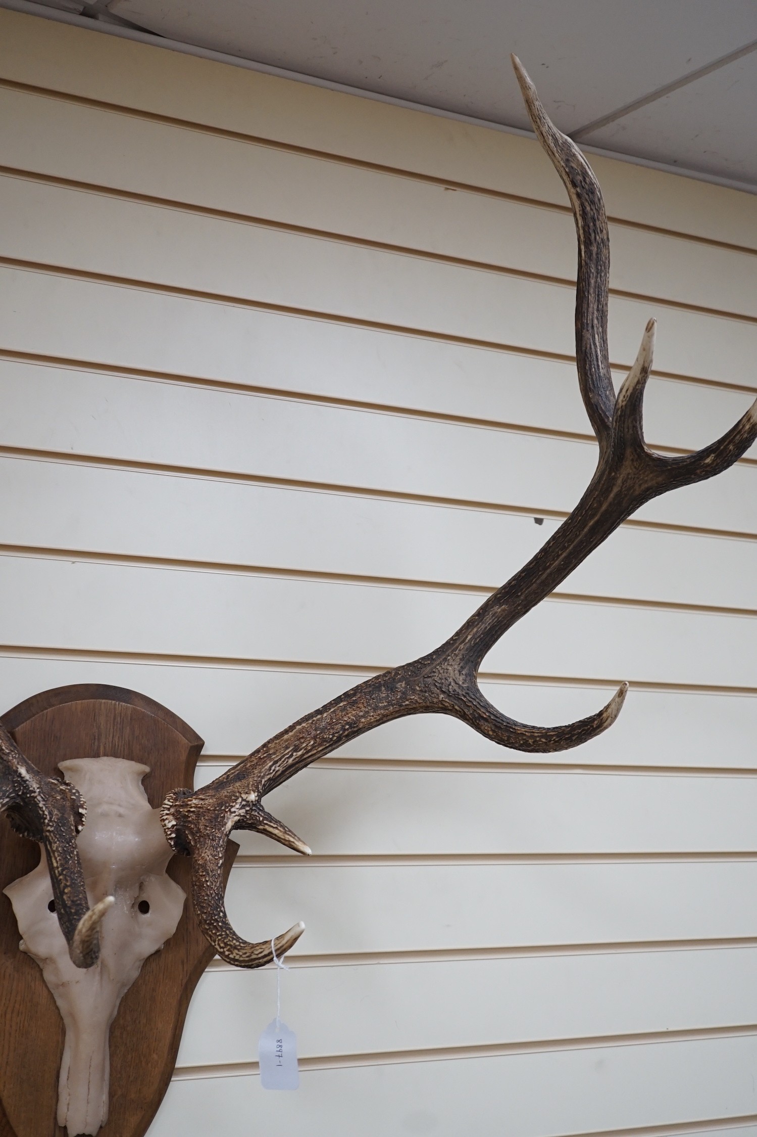 A pair of mounted resin antlers